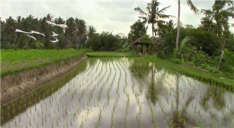 rice fields